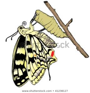 butterfly and cacoon 450w-41238127